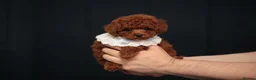 Toy Poodle dogs for sale: TOY POODLE, FULL ASIAN LINE MAHOGANY BOY  - Advert 11