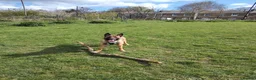 Belgian Shepherd Dog dogs for sale: Beautiful Belgium Malinois  in London - Advert 4