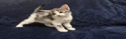 Domestic Shorthair cats for sale: Beautiful Kittens for Sale - Advert 9