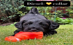 Mixed Breed dogs for sale: Tibetan Terrier x cockerpoo  - Image 2