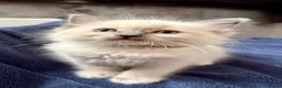 Ragdoll cats for sale: RAGDOLL kittens 3xBOYS, 3xGIRLS - Advert 38