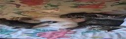 Bengal cats for sale: Cross bengal kittens £350 - Advert 1