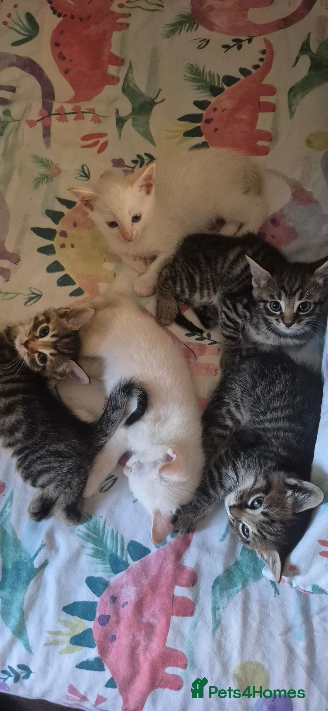 Bengal cats for sale: Cross bengal kittens £350 - Advert 1