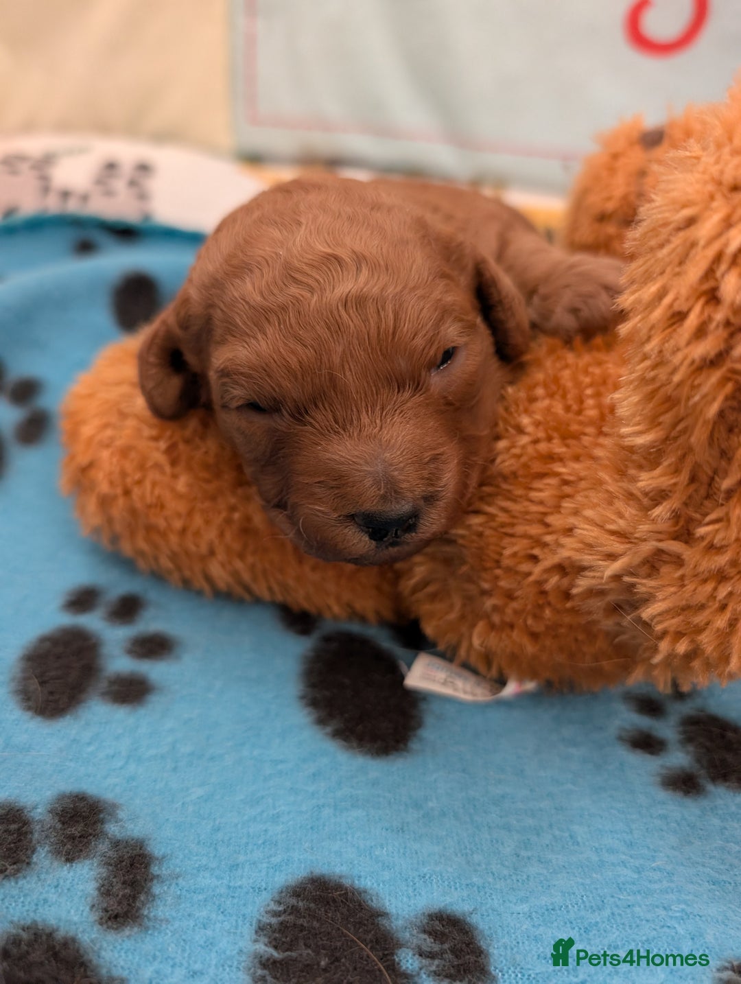 Cavapoo dogs for sale: F1B Deep Fox Red Puppies - Advert 1