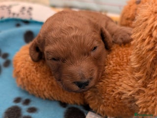 Cavapoo dogs F1B Deep Fox Red Puppies - Advert 6