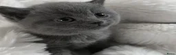 British Shorthair cats for sale: GCCF British short hair boys😻 - Advert 8