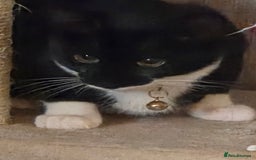 Mixed Breed cats for sale: Kitten  - Image 3