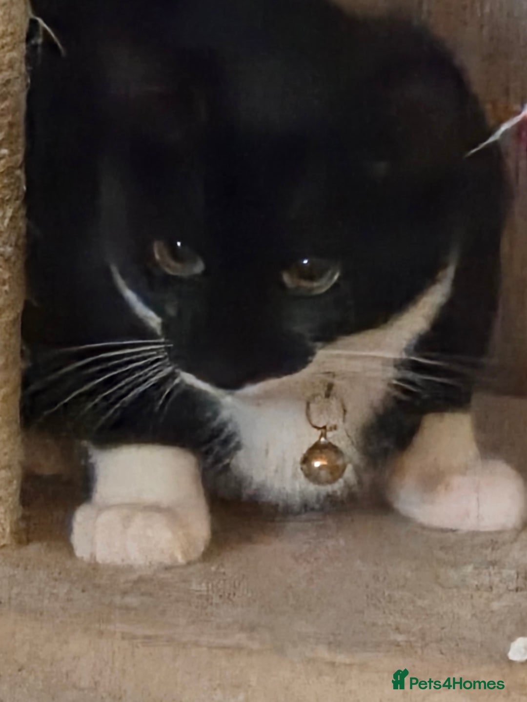 Mixed Breed cats for sale: Kitten  - Image 3