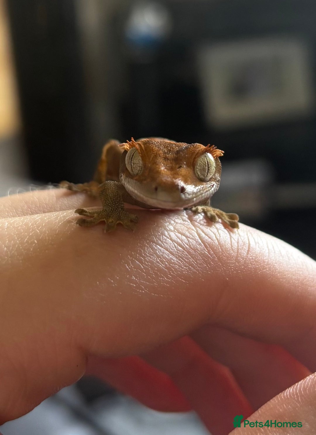 Gecko reptiles for sale: Harlequin x Pinstripe Gecko  - Advert 2