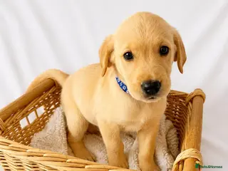 Goldador dogs 3 Retriever boys for sale - Advert 6