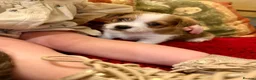 Mixed Breed dogs for sale: Adorable Shih Tzu/Jack Russell Puppies - Advert 23