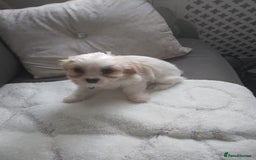 Cavapoo dogs for sale: Cavapoo - Advert 4