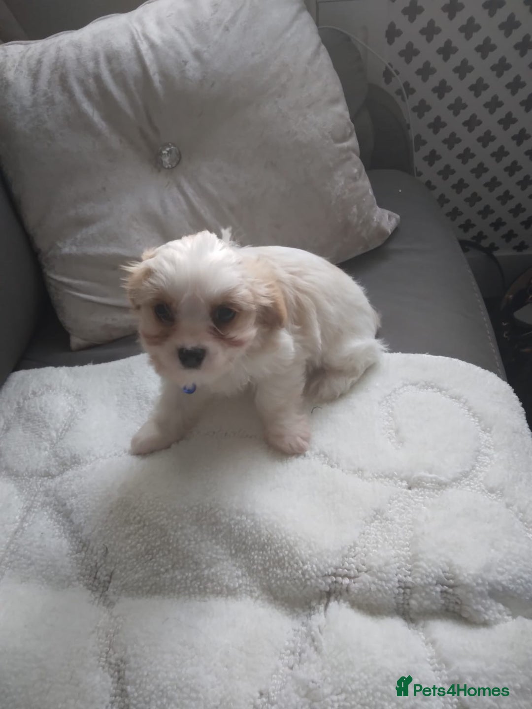 Cavapoo dogs for sale: Cavapoo - Advert 4