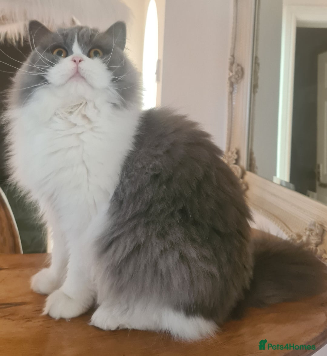 British Longhair cats for sale: Tica registered British Longhair Lady Rehome - Image 6