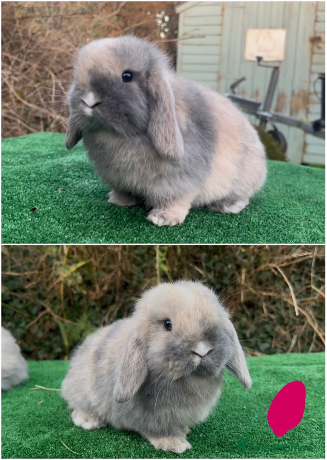 Mini Lop rabbits for sale: Baby mini lops ready 27th December  - Advert 3