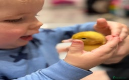 Ducks poultry for sale: Cherry Valley ducklings, ready now !!! - Image 2
