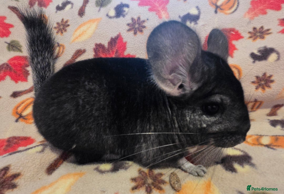 Chinchilla rodents for sale: Black pearl Carriers - Image 5