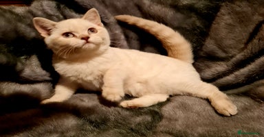 British Shorthair cats - Advert 4