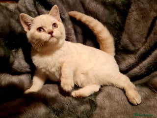 British Shorthair cats - Advert 16