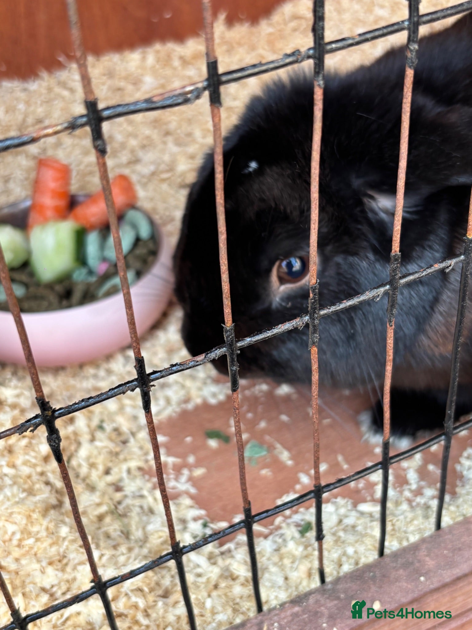 English Lop rabbits Beautiful female black rabbit  - Advert 1