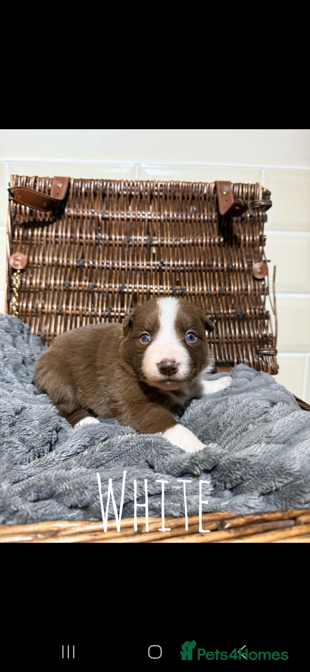 Border Collie dogs for sale: Brown,tan and white border collie pups for sale  - Advert 5