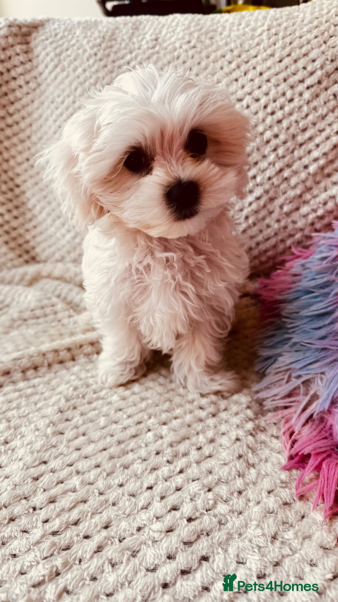 Maltese dogs Pure breed pedigree Maltese boy  - Advert 5