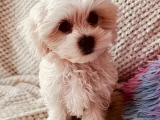 Maltese dogs Pure breed pedigree Maltese boy - Advert 5