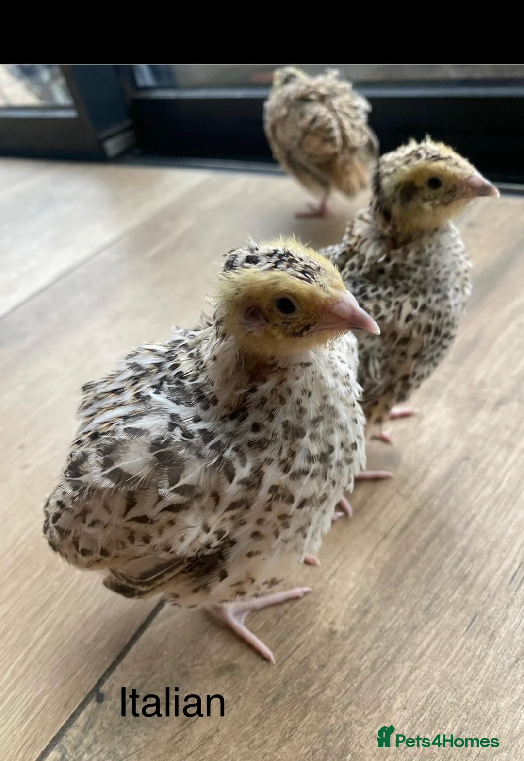 Quail poultry for sale: Jumbo Japanese, Italian, white, Rosetta, celadons - Advert 7