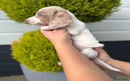 Miniature Dachshund dogs for sale: Miniature Dachshund Puppies (Licensed Breeder) - Image 12