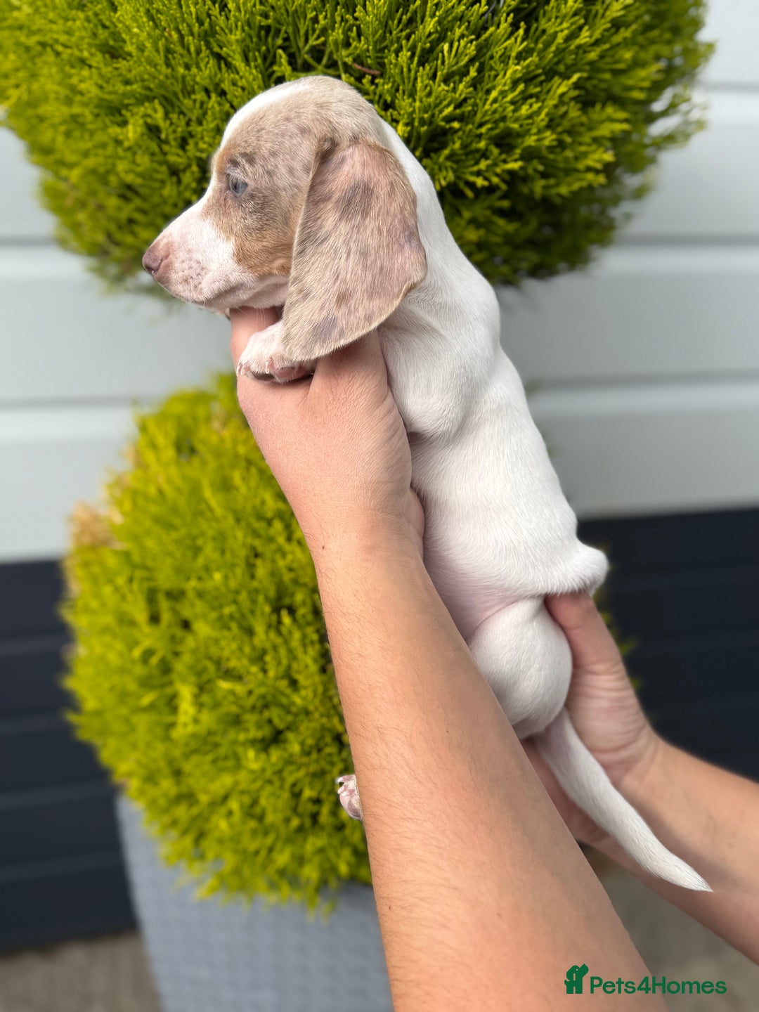 Miniature Dachshund dogs for sale: Miniature Dachshund Puppies (Licensed Breeder) - Image 12