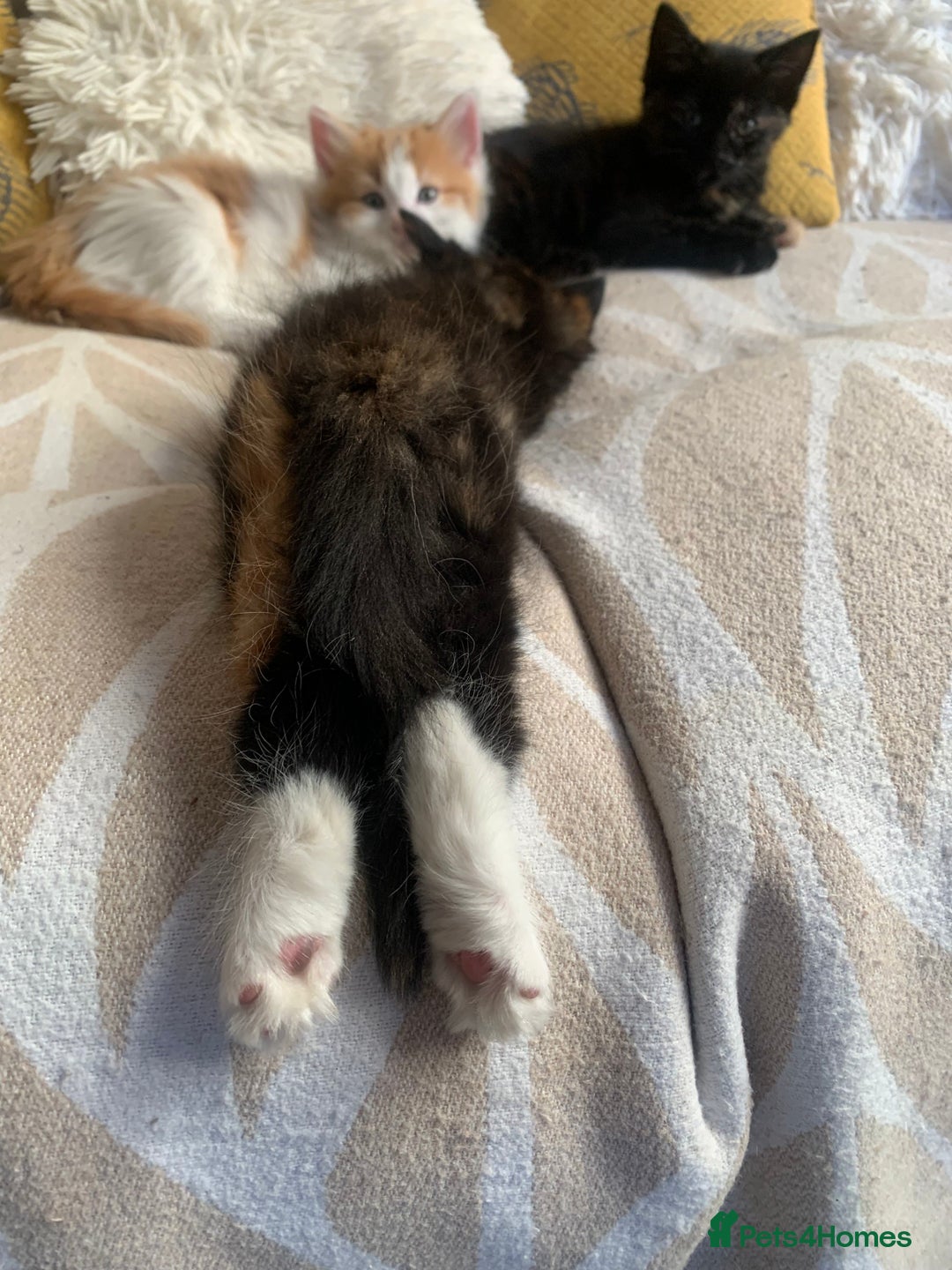 Mixed Breed cats for sale: Two girls and a boy Kuril bobtail mix - Image 20