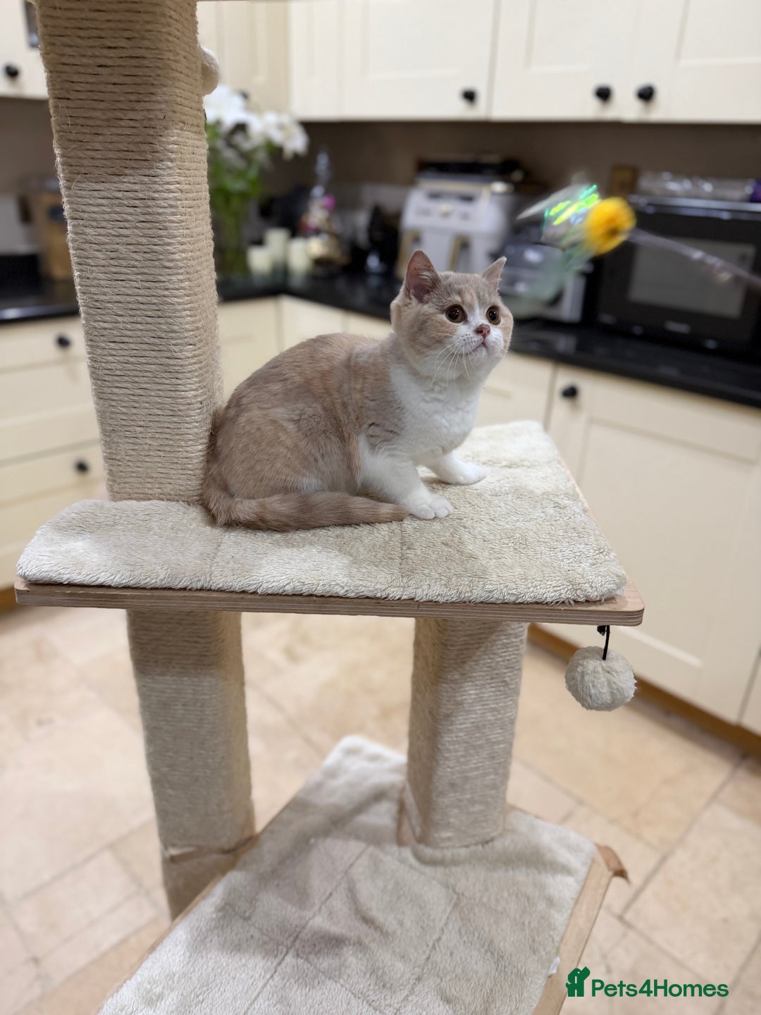 British Shorthair cats for sale: READY NOW - Full Pedigree Registered BSH kittens  - Advert 29