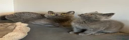 British Shorthair cats for sale: 2 beautiful British shorthairs  - Advert 3