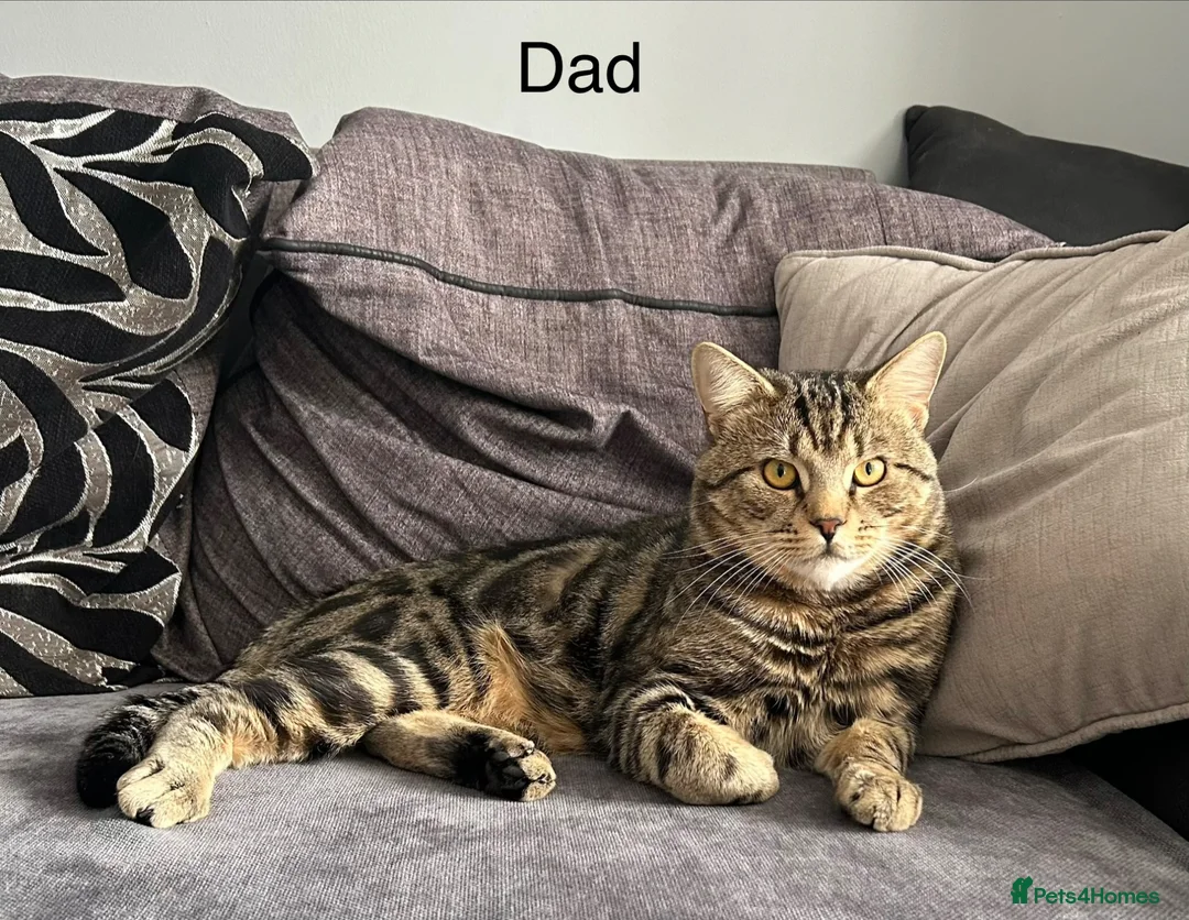 Mixed Breed cats for sale: 4 beautiful kittens  - Advert 8