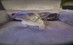 French Bulldog dogs for sale: Frenchie girl puppy’s 1 visual fluffy, 1 big rope  - Image 4