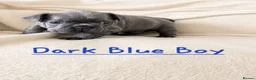 French Bulldog dogs for sale: Exceptional KC French Bulldog Puppies - Advert 5