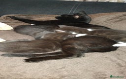 Mixed Breed cats for sale: 3 Kittens for Sale  - Image 7