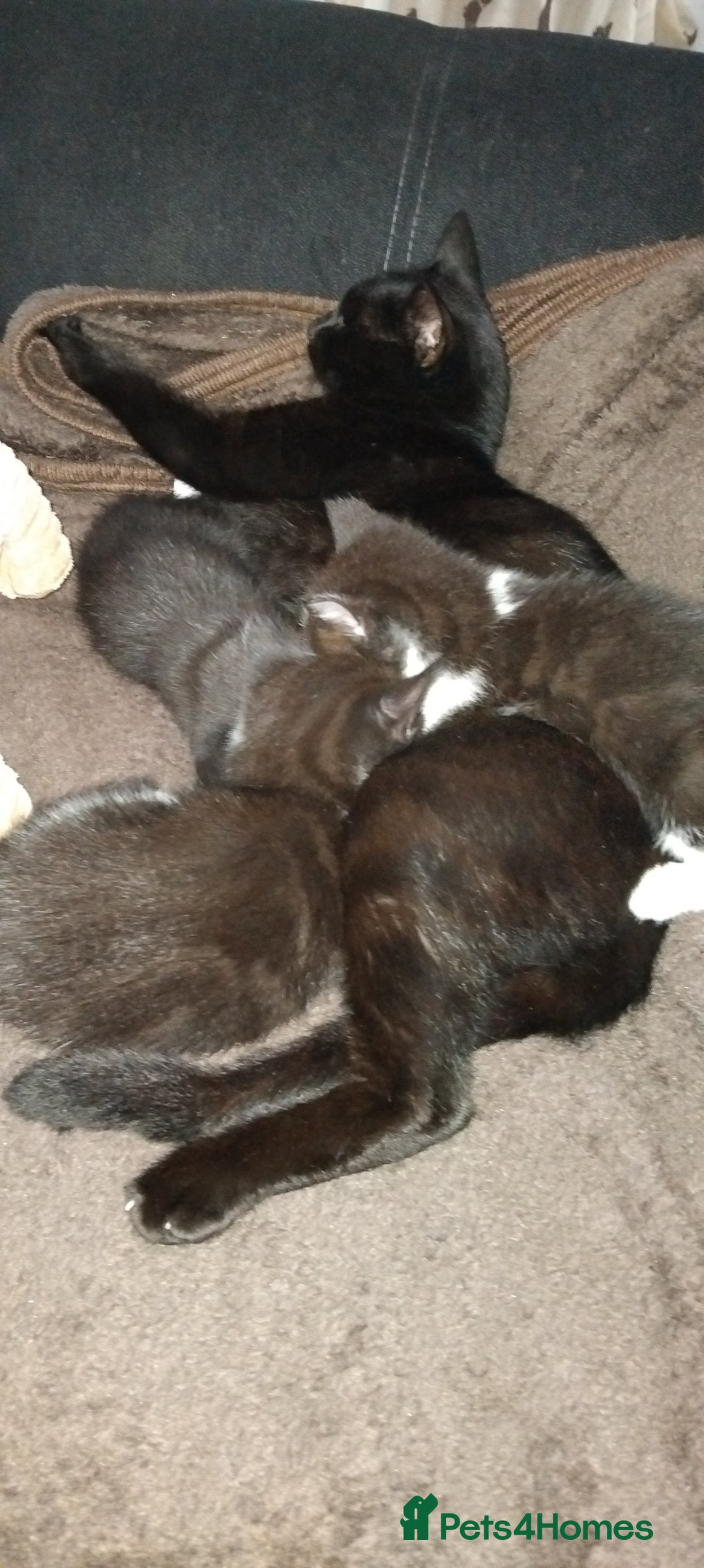Mixed Breed cats for sale: 3 Kittens for Sale  - Image 7