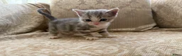 Scottish Fold cats for sale: 4 Scottish fold x Scottish straight  in Northampton - Advert 3