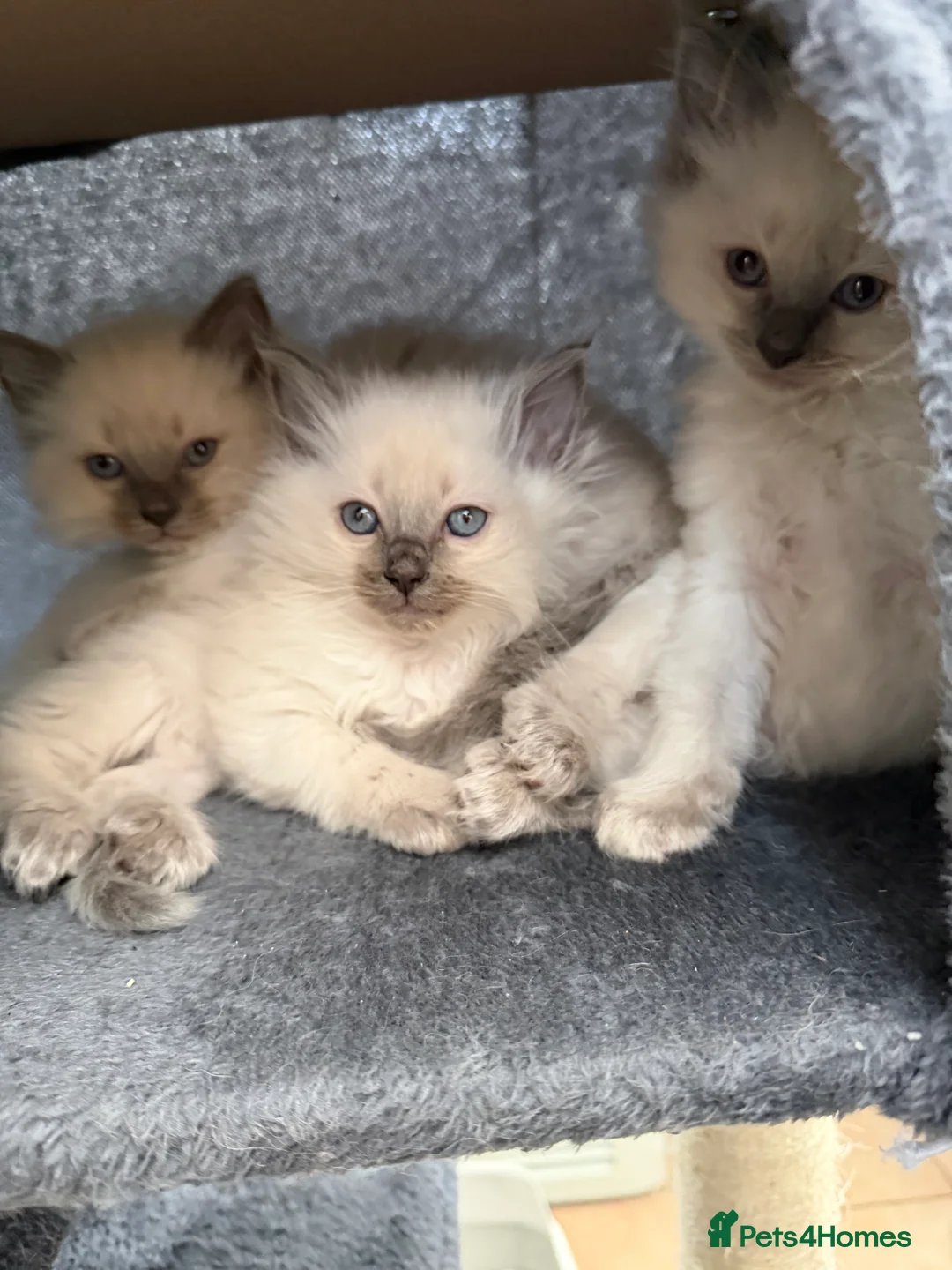 Ragdoll cats for sale: Beautiful Cuddly Purebred Kittens in Great Yarmouth - Advert 2