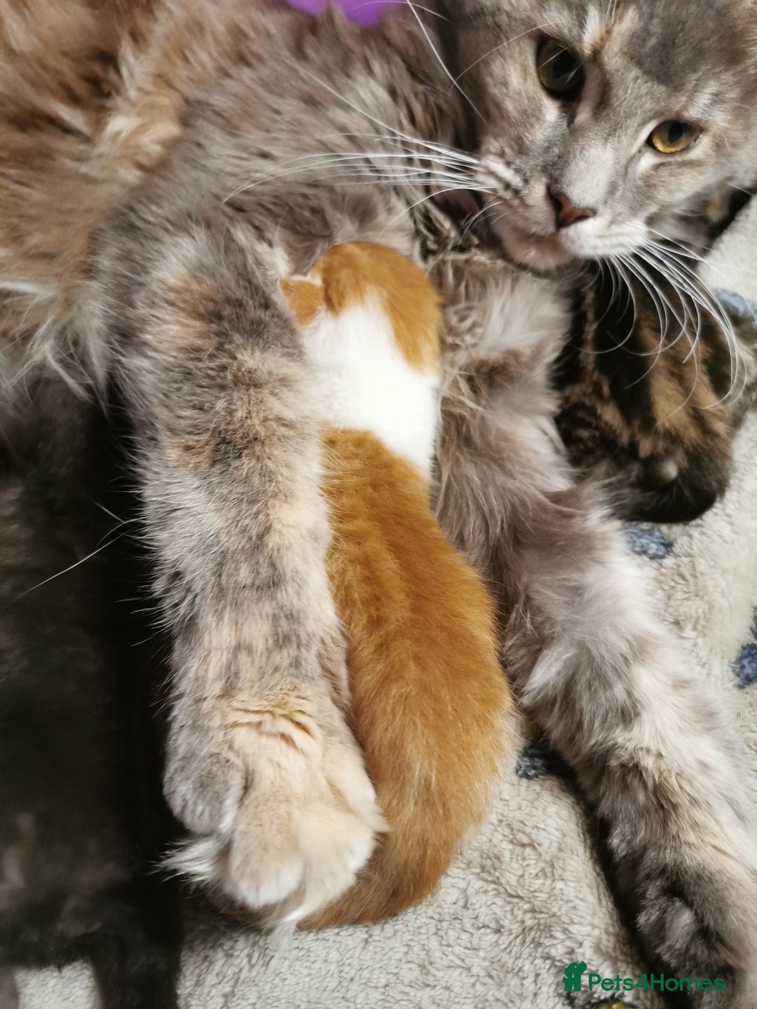 Mixed Breed cats for sale: Maine coon cross kittens for sale - Advert 9