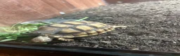 Tortoise reptiles for sale: Tortoise for sale  - Advert 3