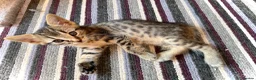 Mixed Breed cats for sale: Beautiful Bonded Tabby Boys – Reggie & Ronnie  - Advert 22