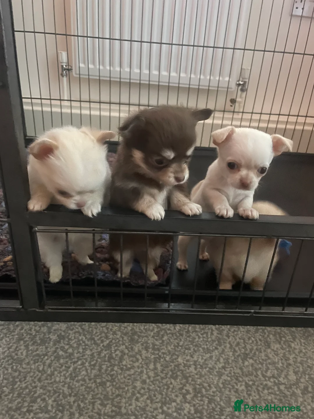 Chihuahua dogs for sale: Long haired chihuahua puppies for sale - Advert 3