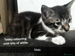 Domestic Shorthair cats for sale - Advert 1