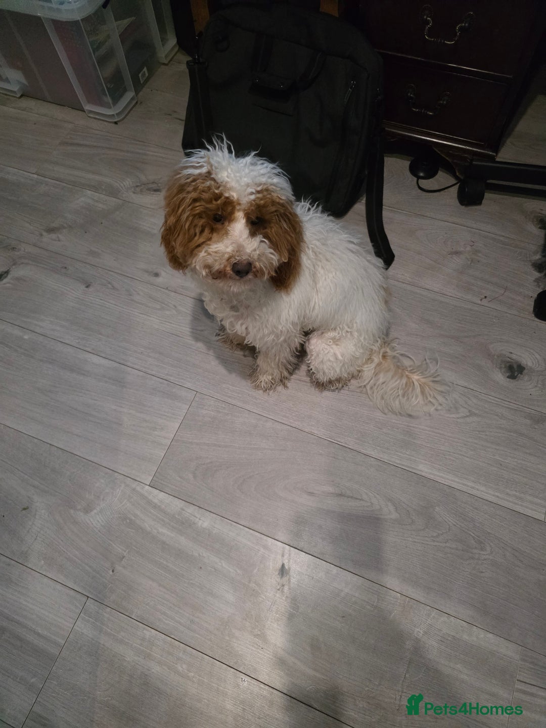 Cockapoo dogs for sale: Beautiful 10-month-old Cockapoo female for sale 🐶 - Advert 5