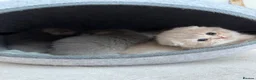 Scottish Fold cats for sale: Tica Scottish fold kittens - Advert 35