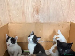 Mixed Breed cats Kittens for sale - Advert 17