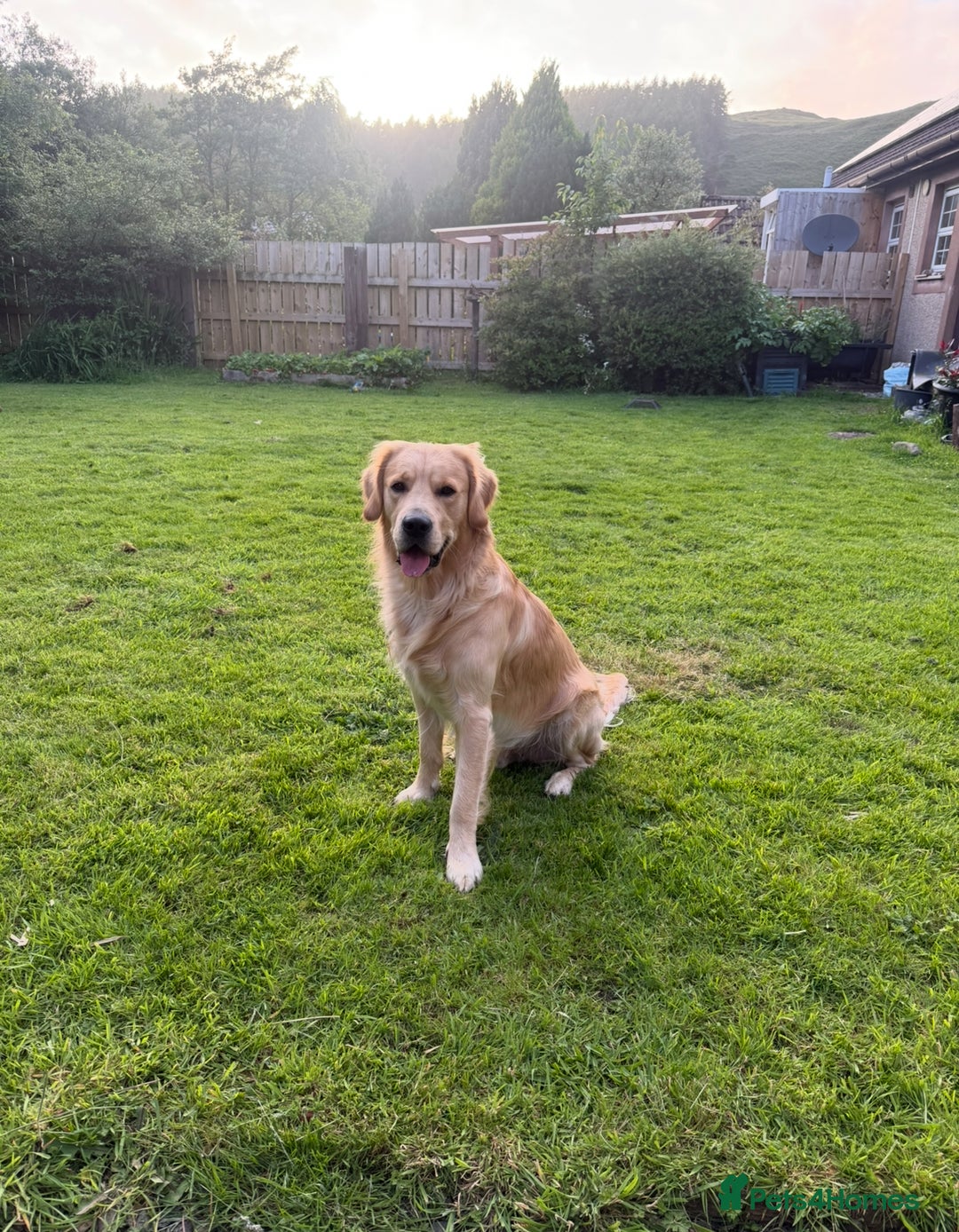 Golden Retriever dogs for stud: Dexx AKA Dexter in Oban - Image 4