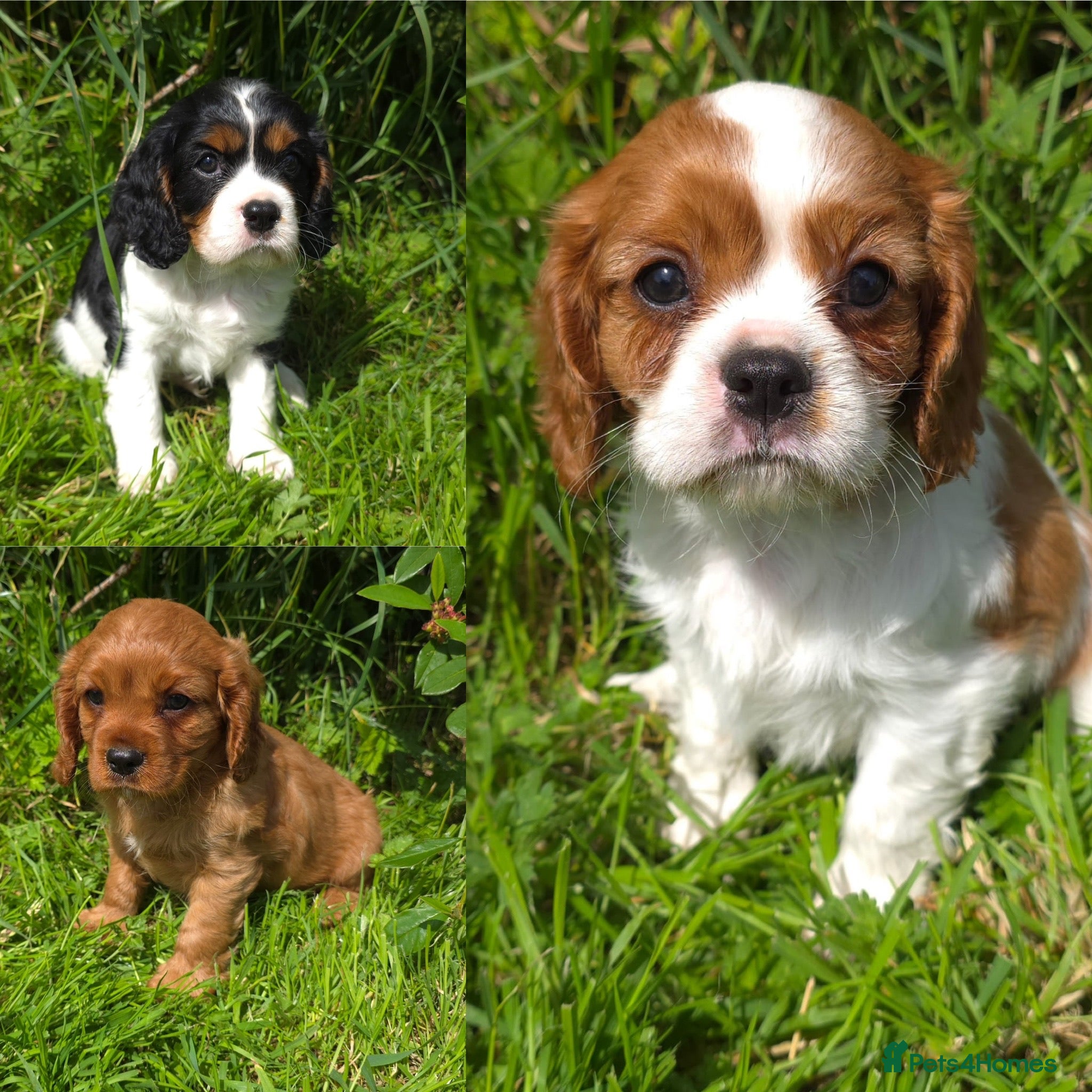 Cavalier King Charles Spaniel dogs * DNA TESTED CLEAR PUPPIES * - Advert 16